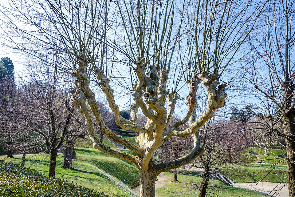 Manutenzione alberi