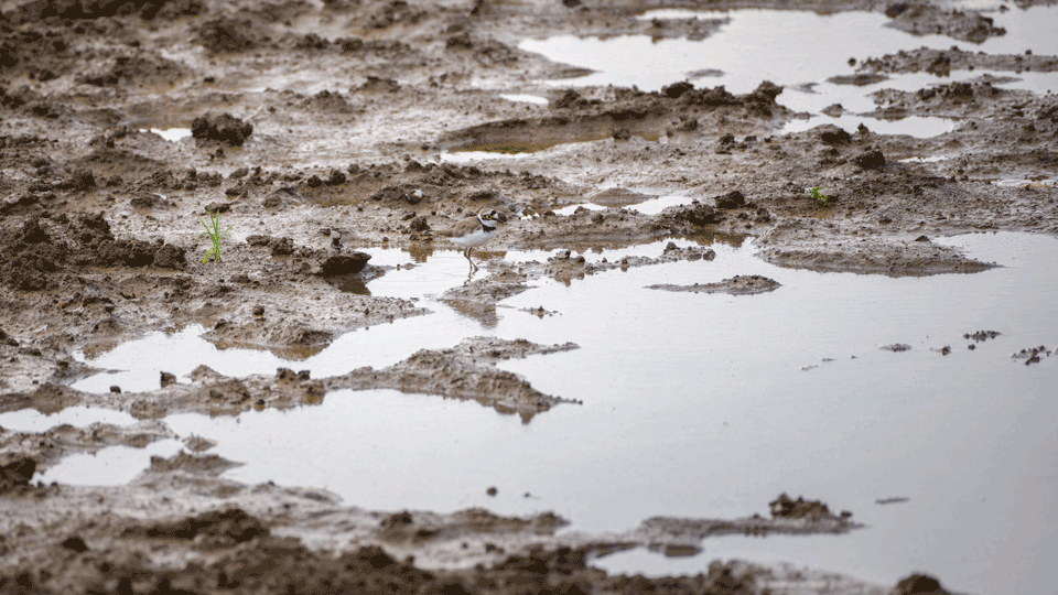 Acqua ristagnante