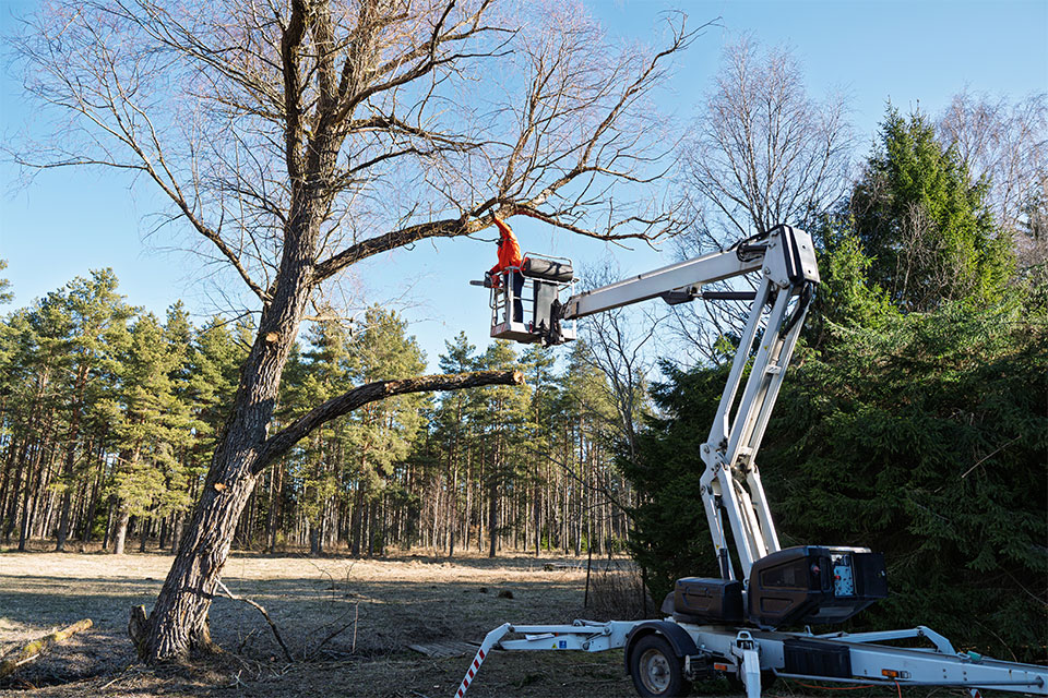 Lavori su alberi
