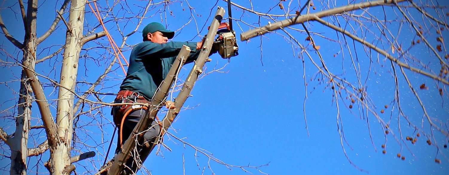 Potatura Alberi: come e quando farla al meglio